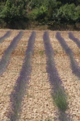 Foto #32 van Camping Chantecler