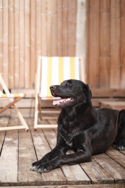 Marsanne 6 Dog Friendly — 4