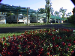 Location - Caravane Dans La Pinède Cp/B - Capfun - Rosapineta Camping Village