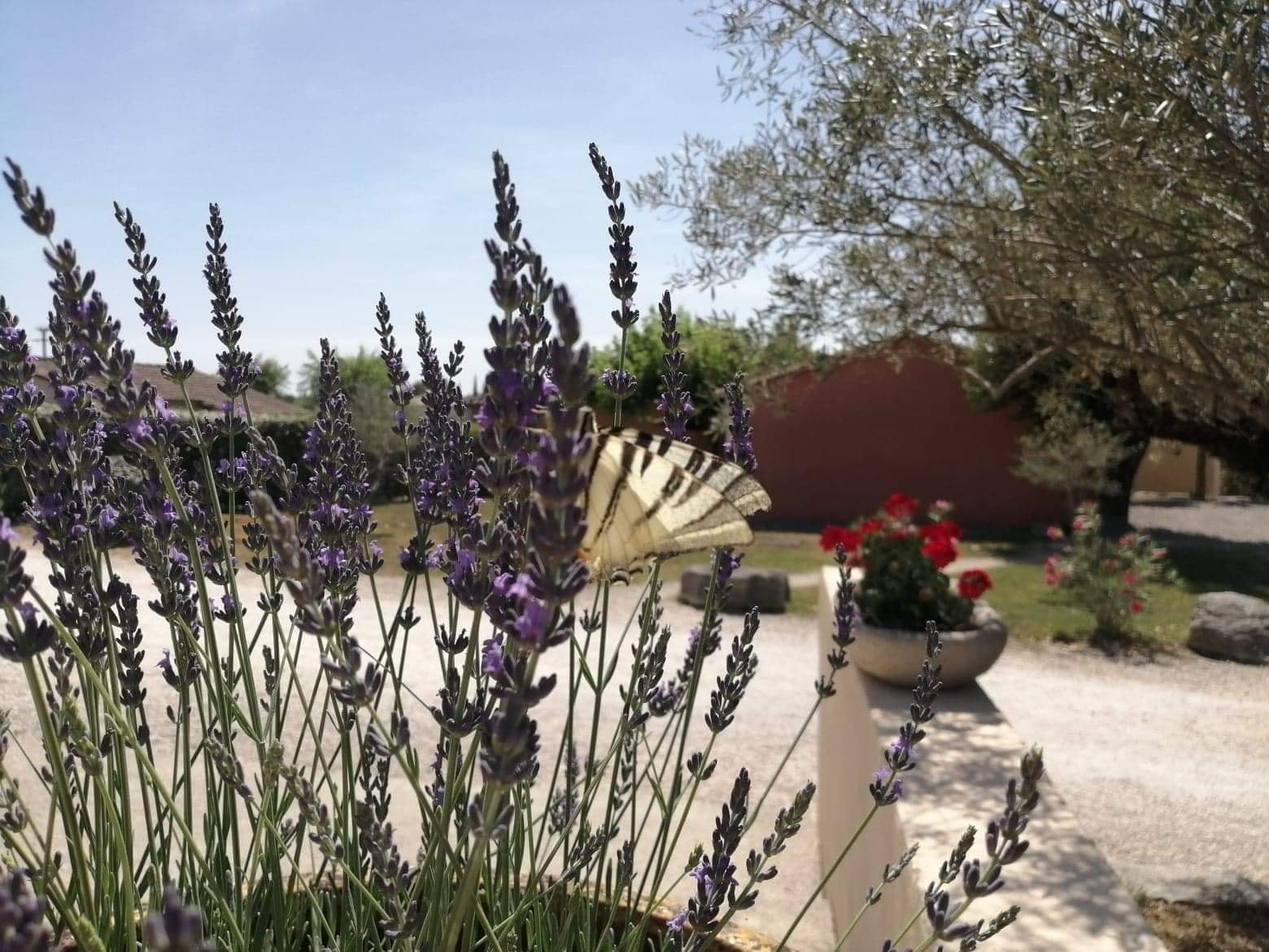 Domaine des Garrigues — Photo 7
