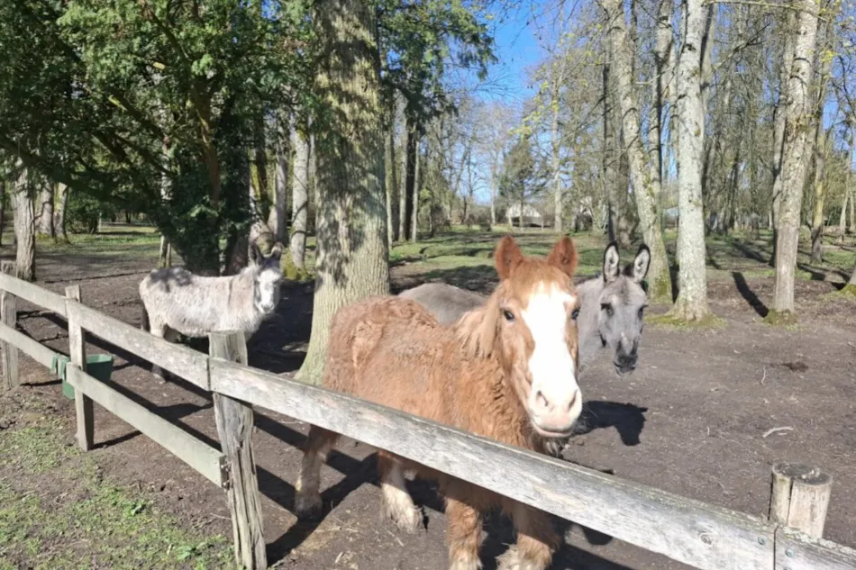 Château de Chambonnières