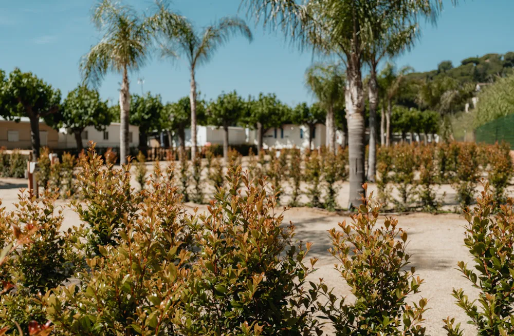 Camping El Toro Azul 