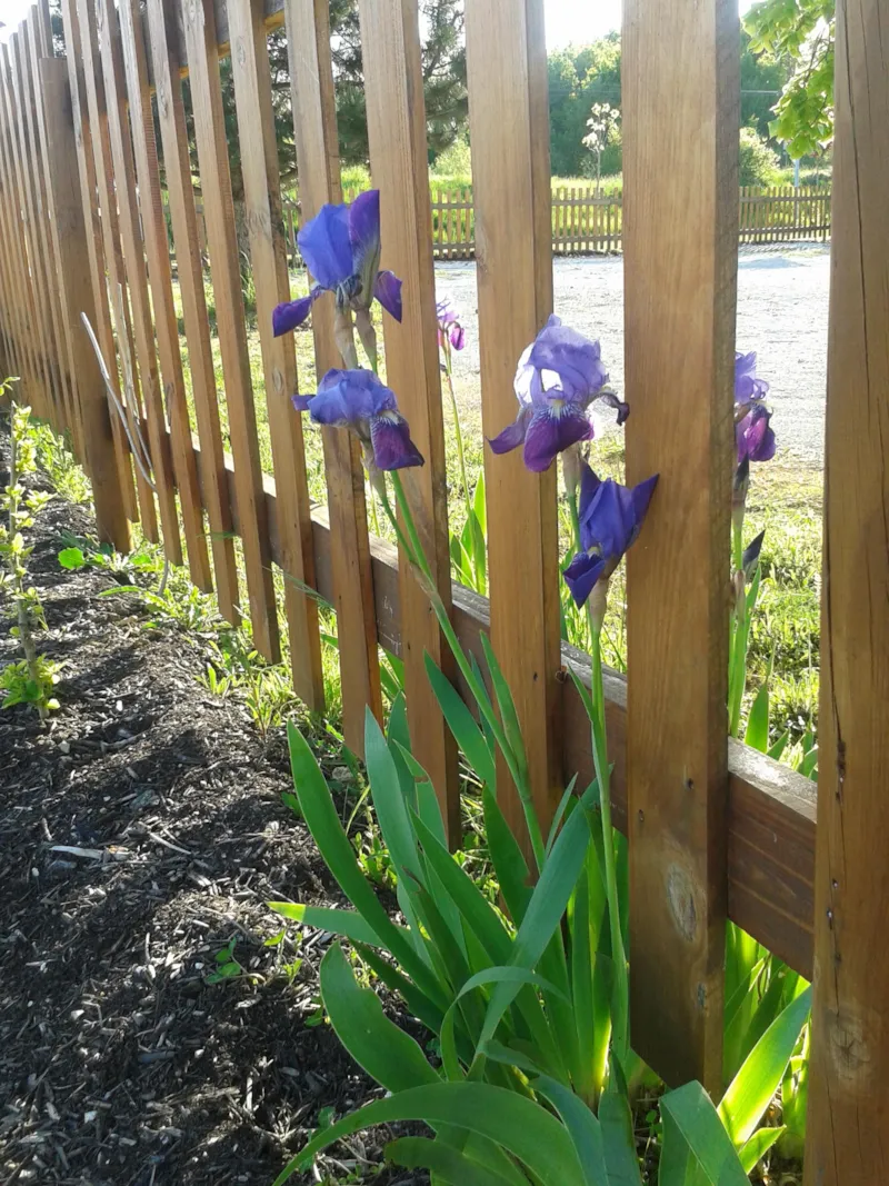 Emplacement (Voiture + Caravane/Tente)