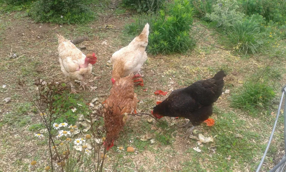 Camping Bellevue - image n°26 - UniversalBooking