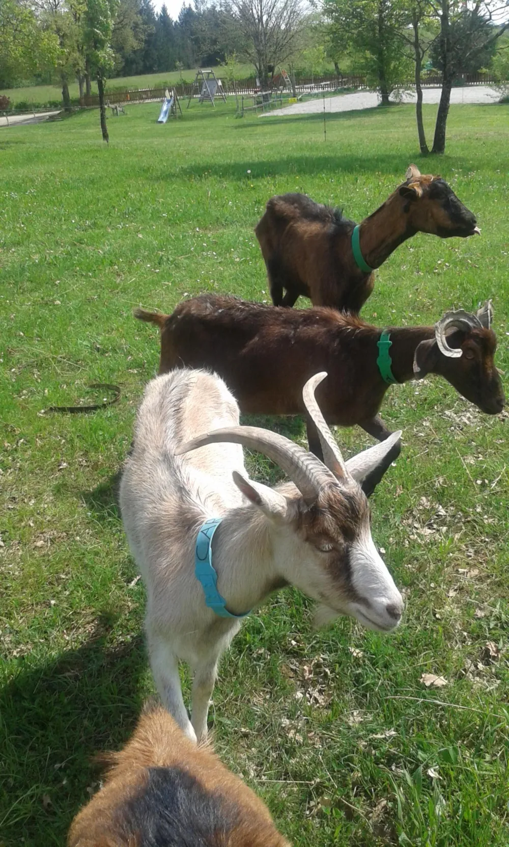 Camping Bellevue - image n°24 - UniversalBooking