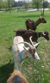 Foto #27 van Camping Bellevue