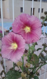 Foto #33 van Camping Bellevue