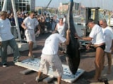 Foto #42 van Camping MARIUS