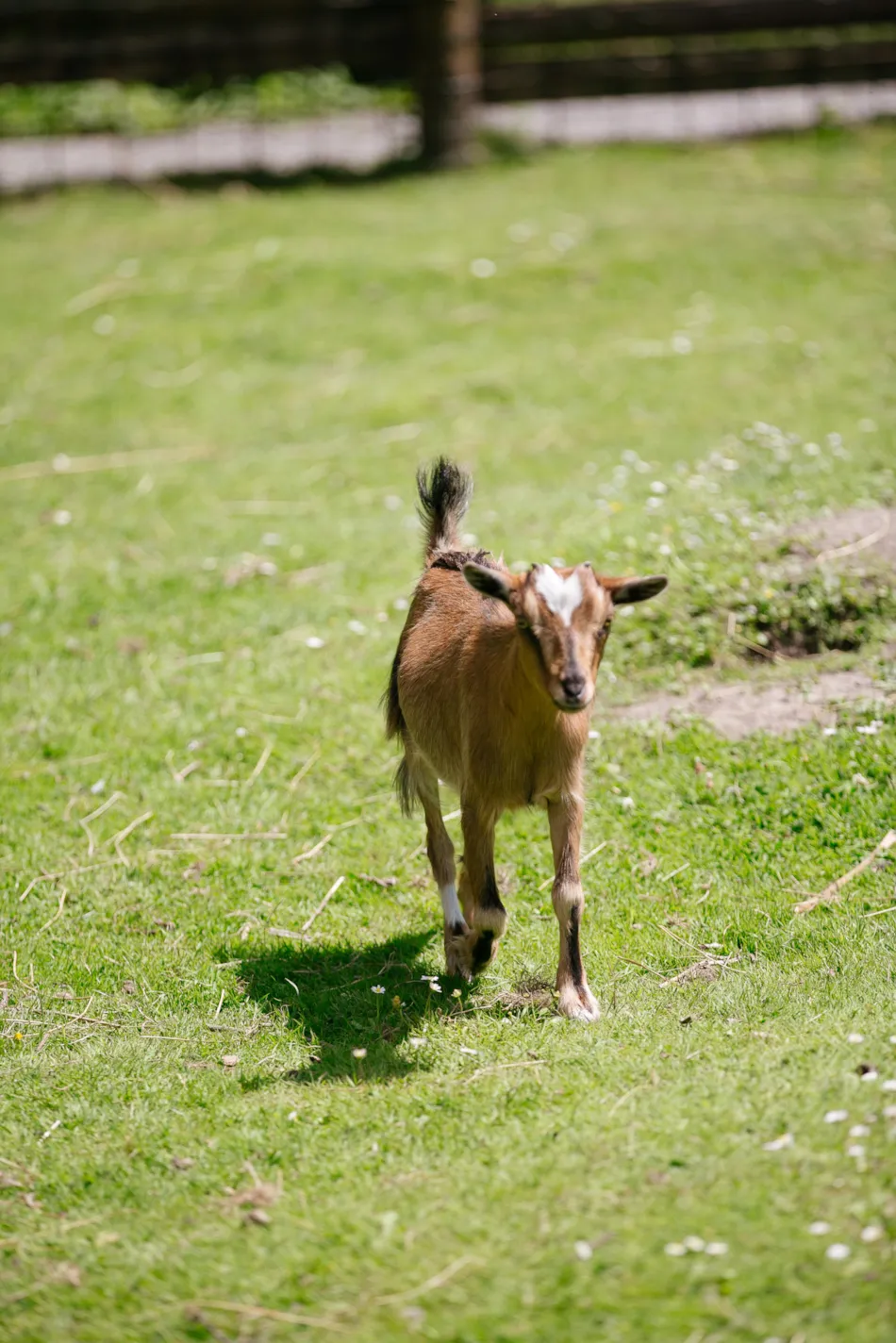 Camping Seasonova Saint Michel