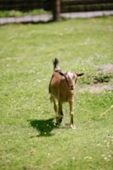 Foto #43 van Camping Seasonova Saint Michel