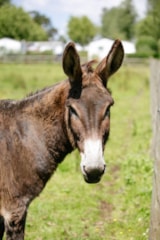 Foto #42 van Camping Seasonova Saint Michel