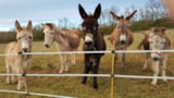 Foto #7 van Le Camping de Lalbrade