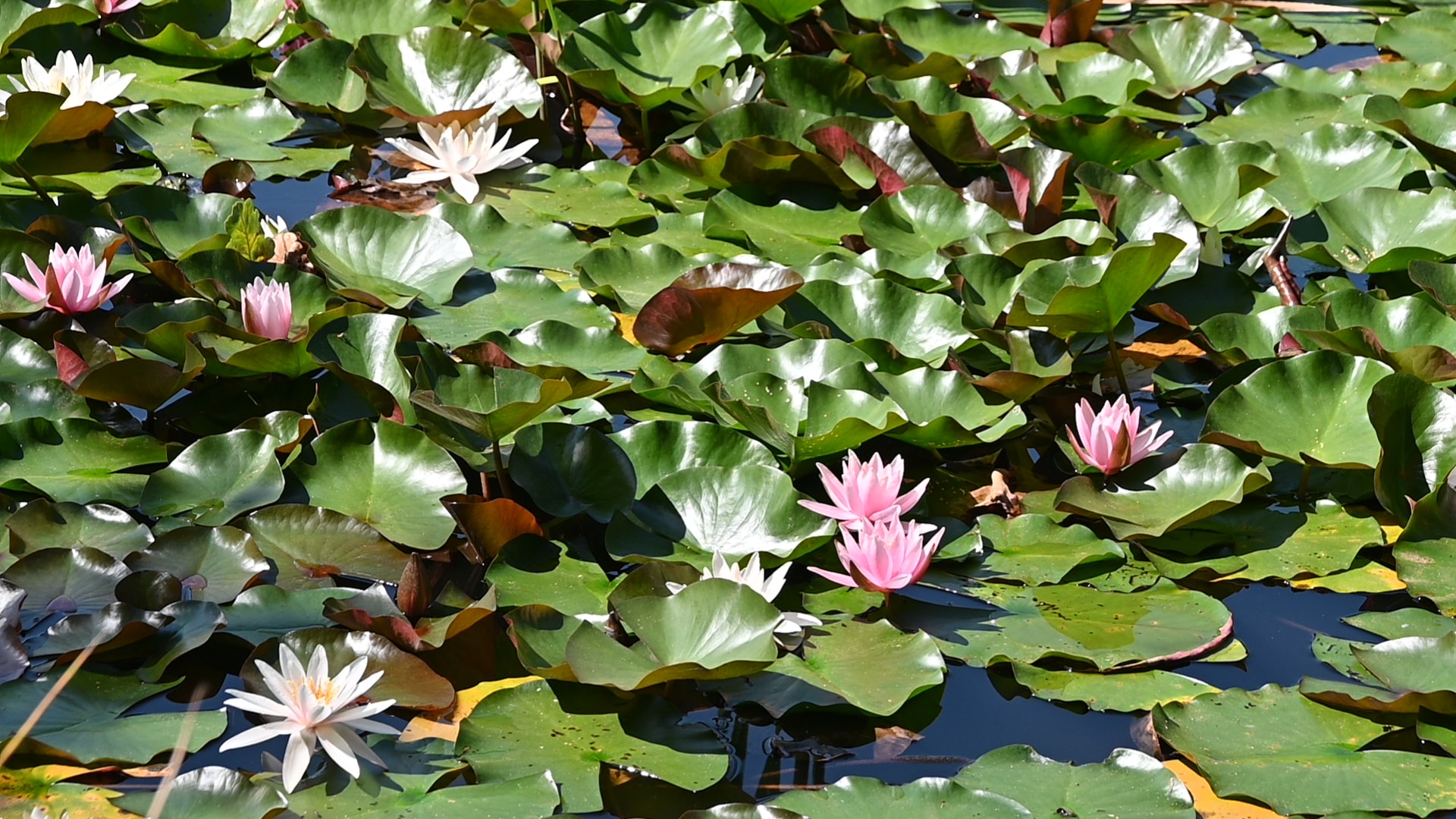 Creuse Nature Naturisme — Foto 8