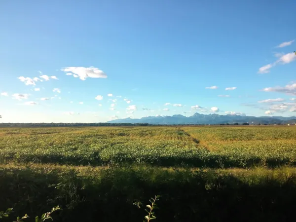 Torre Pendente Camping Village - image n°1 - Camping Direct