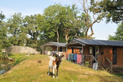 Lodge de l'étang PREMIUM+ 32m2 - 2 bedrooms + sheltered terrace 15m²