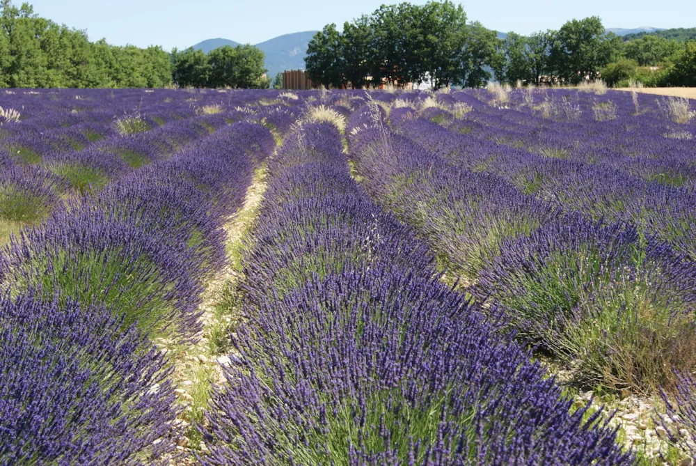 Flower Camping l'Epi Bleu - image n°36 - UniversalBooking