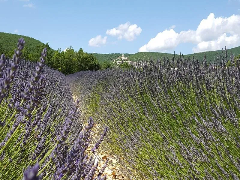 Flower Camping l'Epi Bleu - image n°37 - UniversalBooking