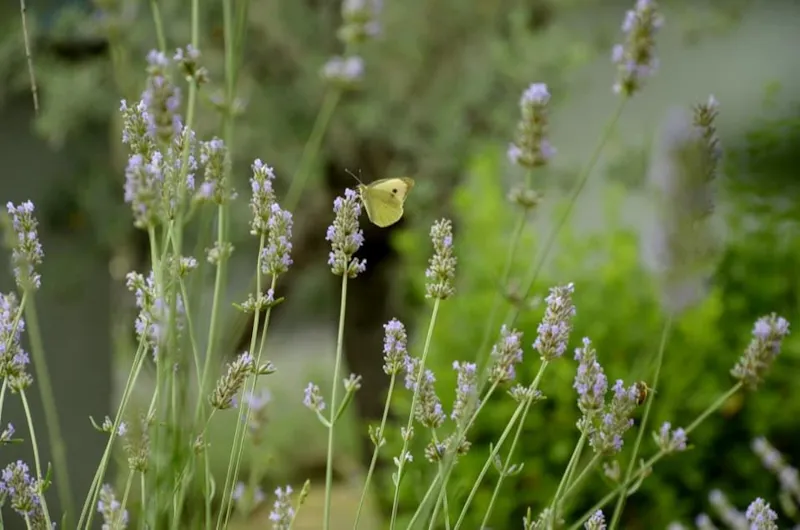 Bungalow Avec Veranda