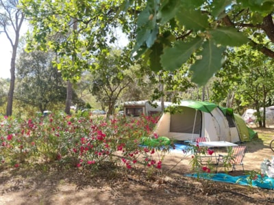 CLASSIQUE Pitch TENT with electricity 6A — 1