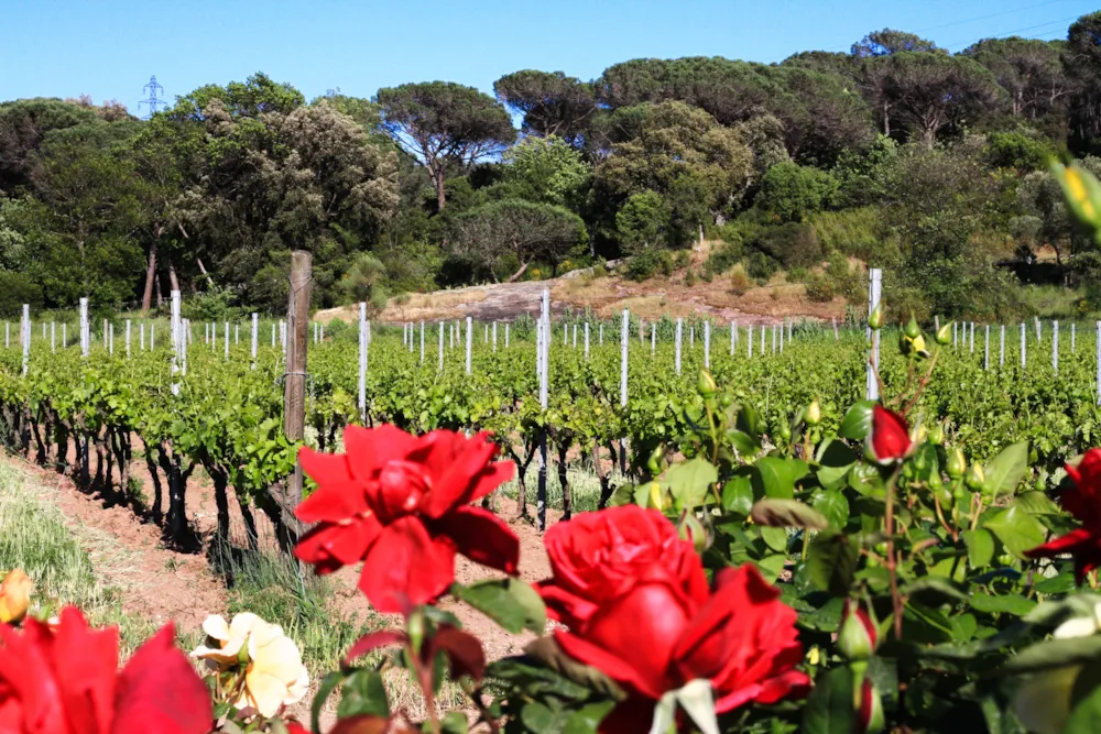 CAMPING LA PIERRE VERTE