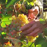 Foto #35 van Camping Resort Les Champs Blancs