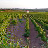 Foto #40 van Camping Resort Les Champs Blancs