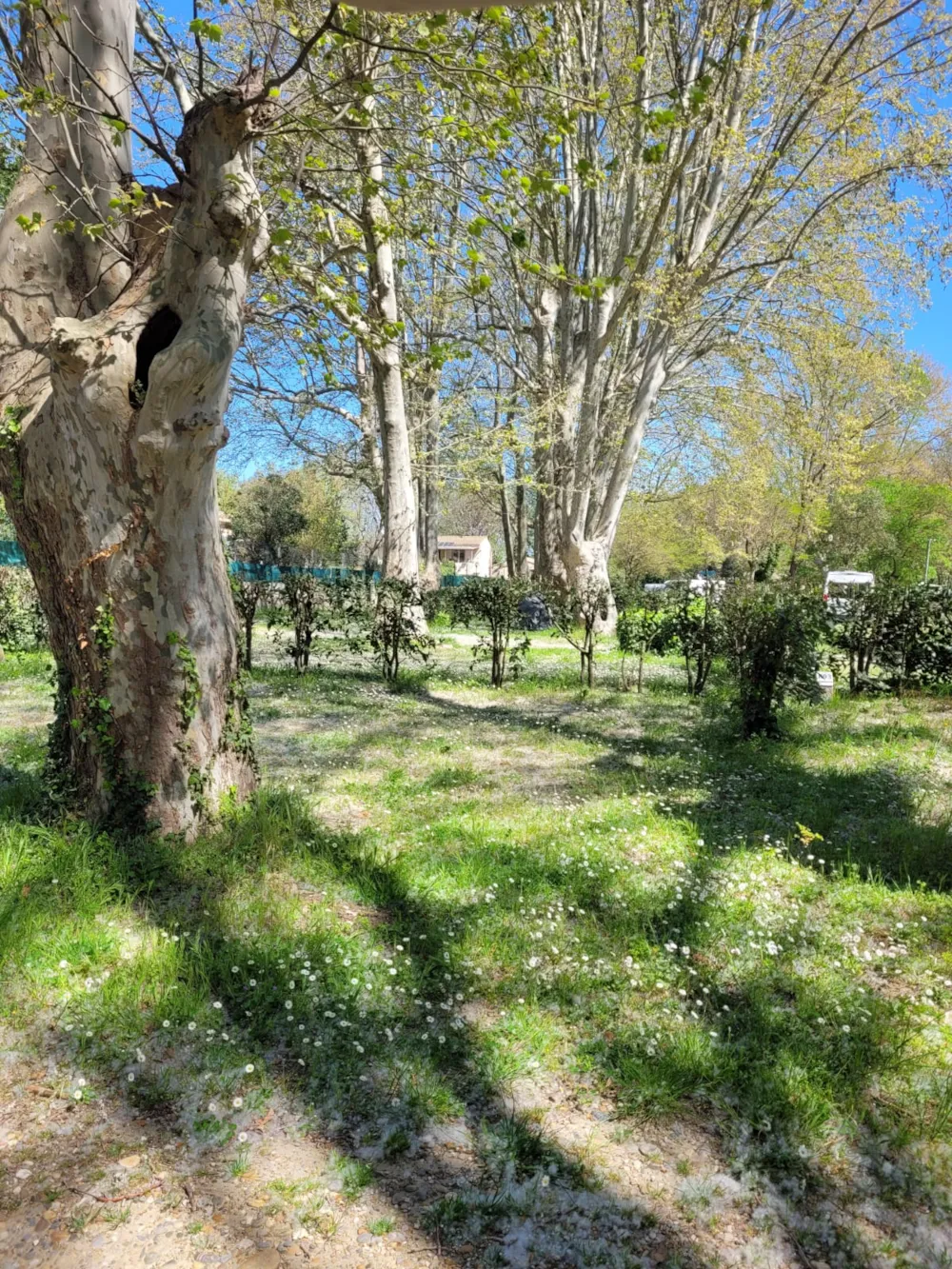 Emplacement - Groupe - Camping Bagatelle