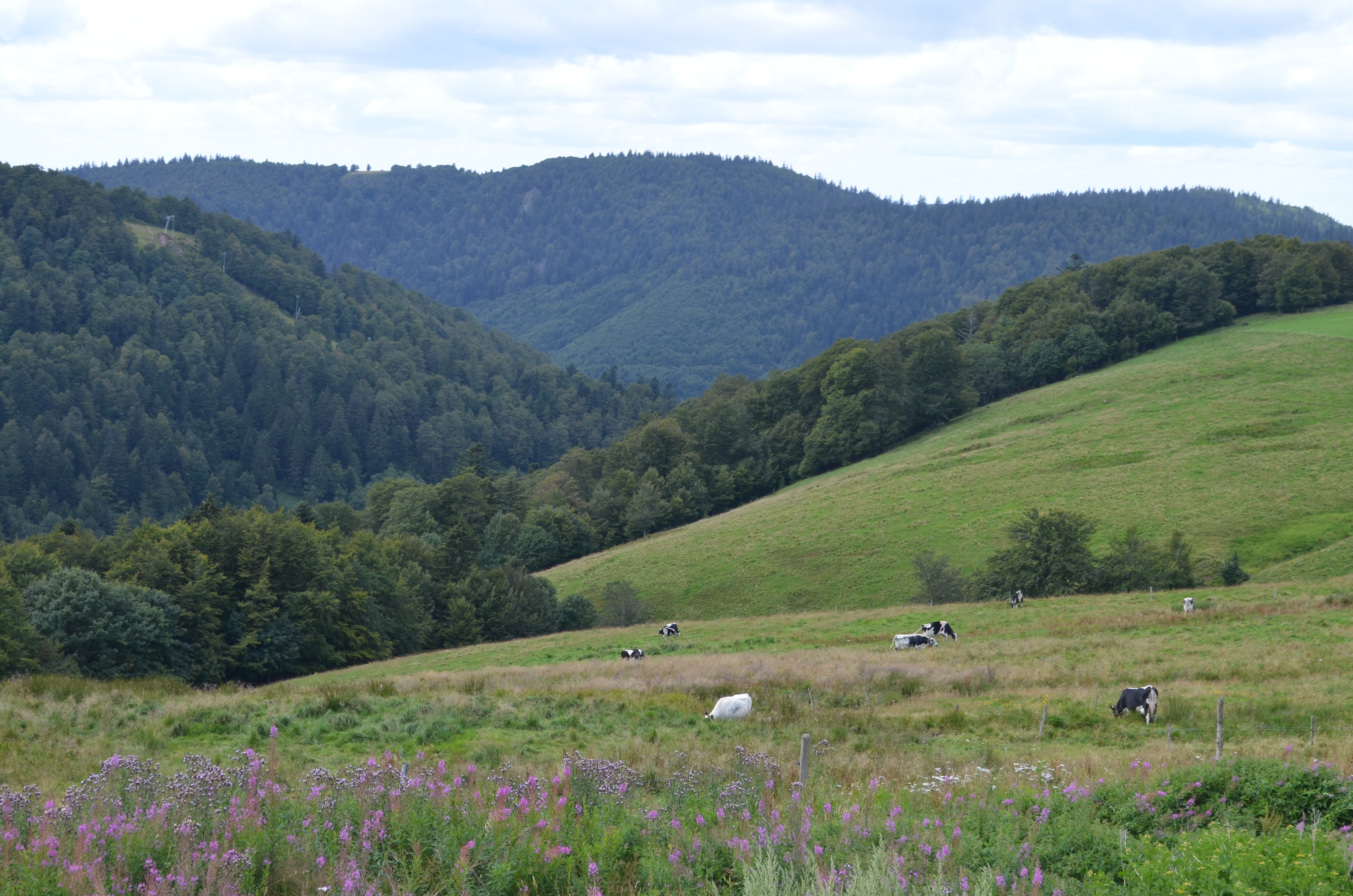 Image 36 sur 41
