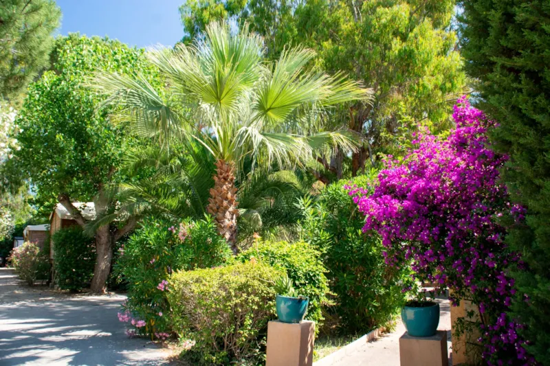 Emplacement : Voiture + Tente Ou Caravane + Électricité 10A