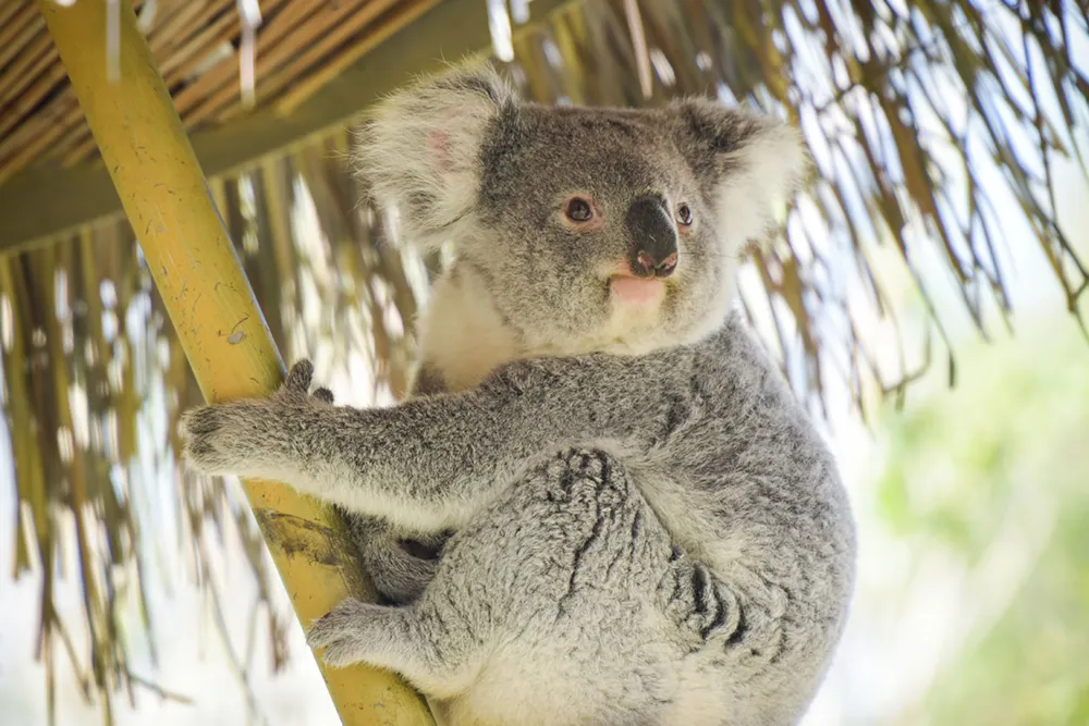 Camping Les Coteaux du Lac