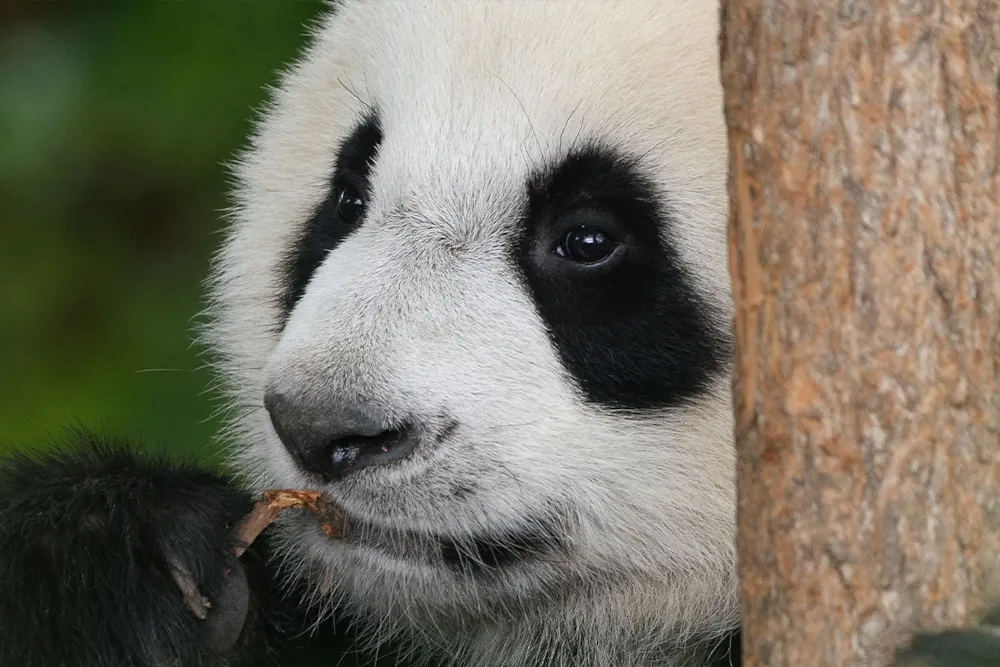 Camping Les Coteaux du Lac