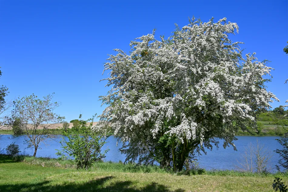 Camping Les Coteaux du Lac