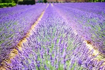 Camping Au Vallon Rouge - image n°2 - Camping Direct