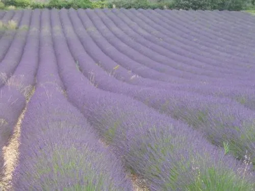 Flower Camping LES TRUFFIERES