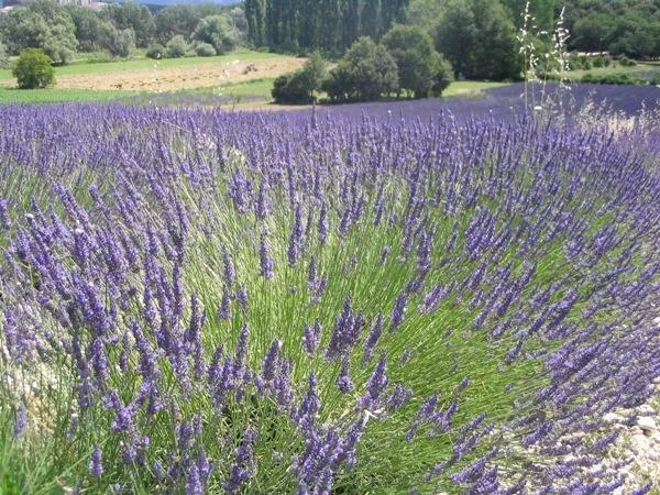 Flower Camping LES TRUFFIERES