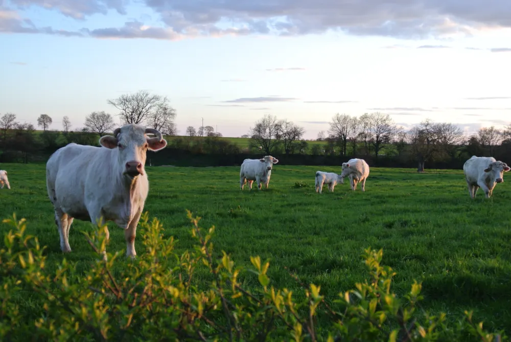 Camping de Bourbon-Lancy