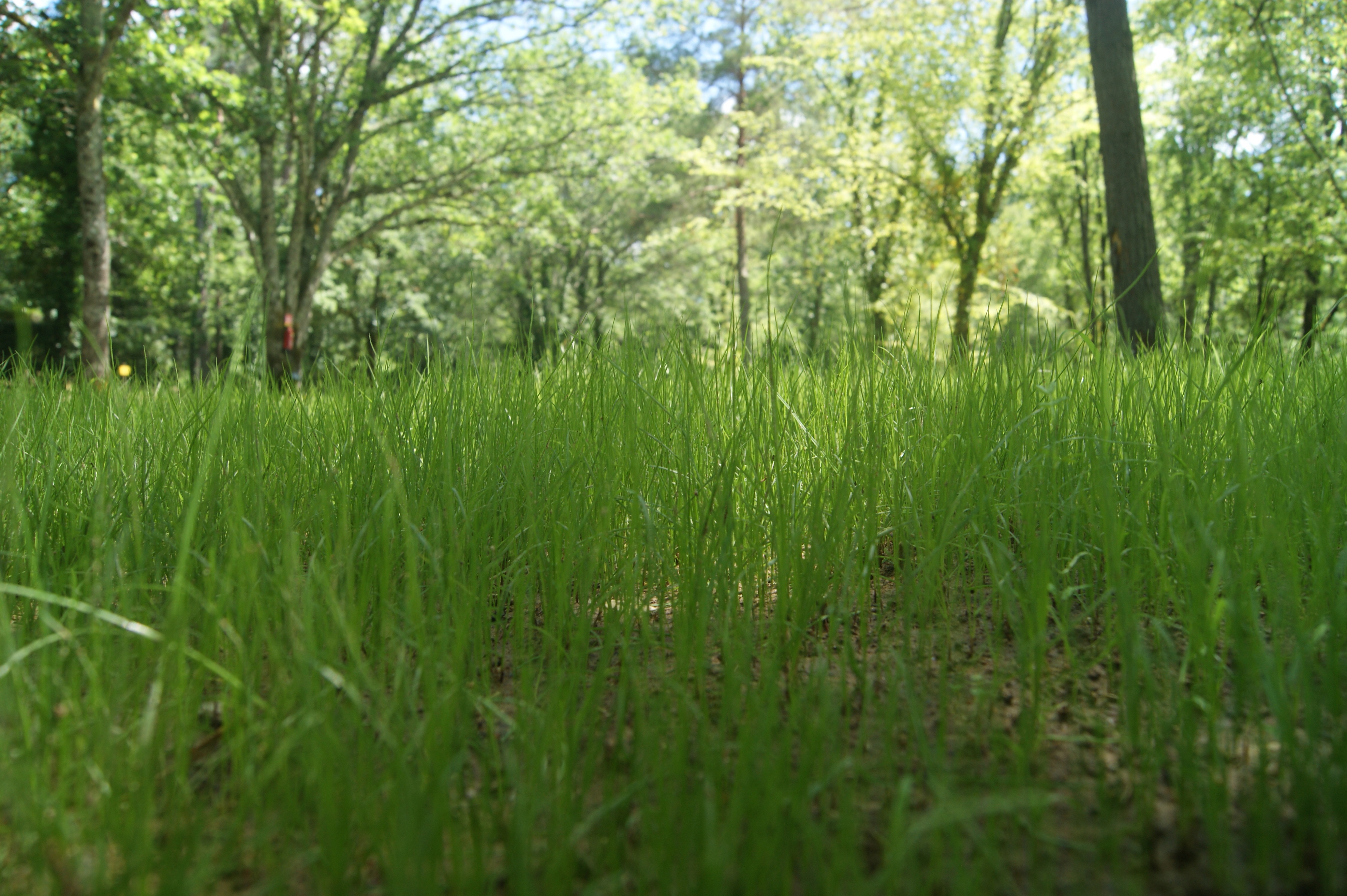 Pitch - Camping Pitch , Including 2 Persons, - Camping Le Vézère Périgord