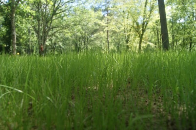 Camping pitch , including 2 persons, average area 100 square metres