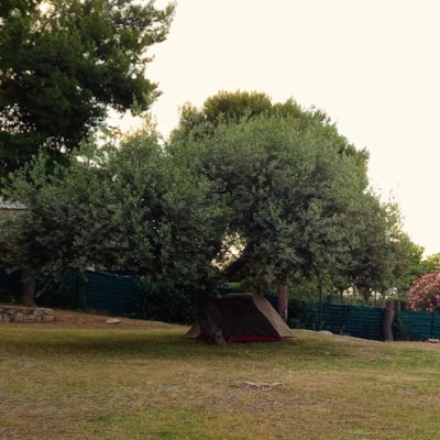 Pitch Medium Tent — 5