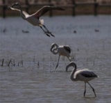 Foto #52 van Camping La Gaviota