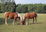Foto #23 van Camping La Marjorie
