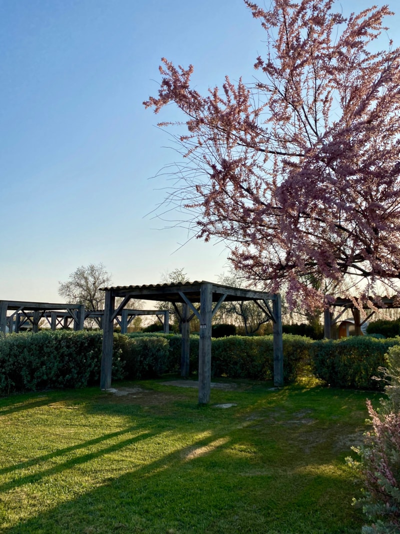 Camping pitch with arbor