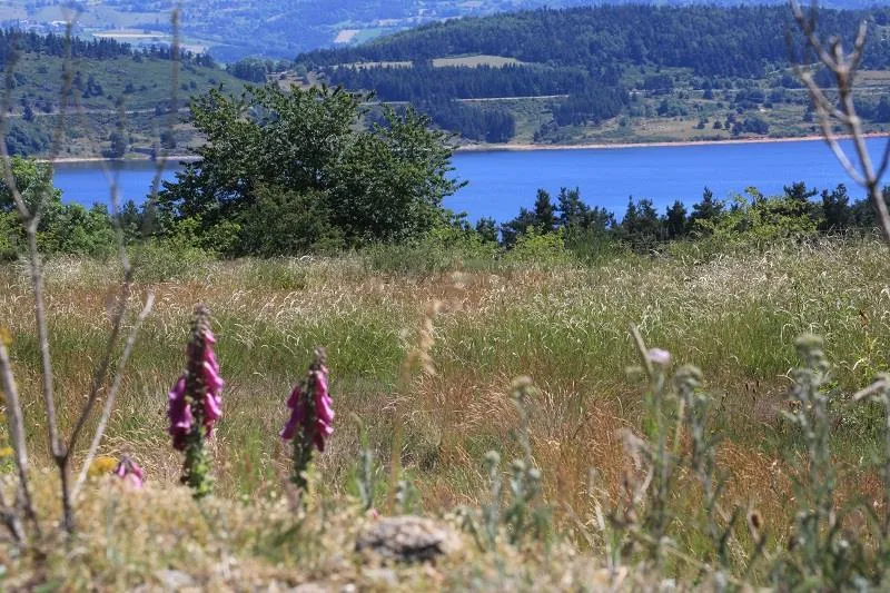 Chalet Bois Premium Plus