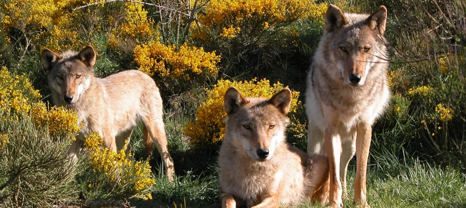 Camping Les Sous Bois du Lac