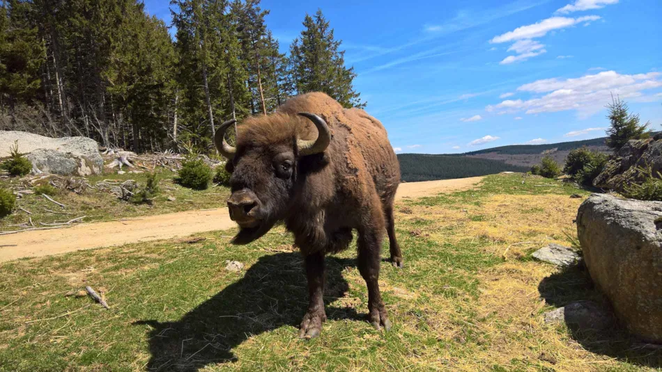 Camping Les Sous Bois du Lac