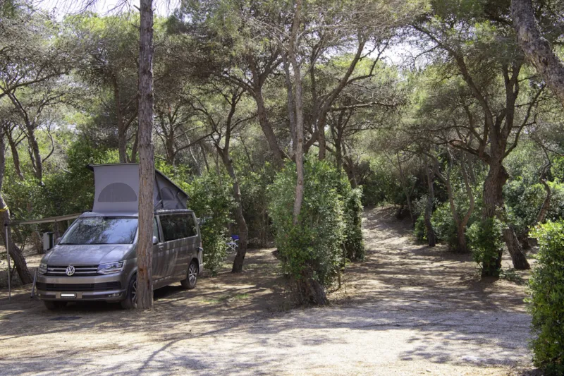 Yellow Pinewood Pitch