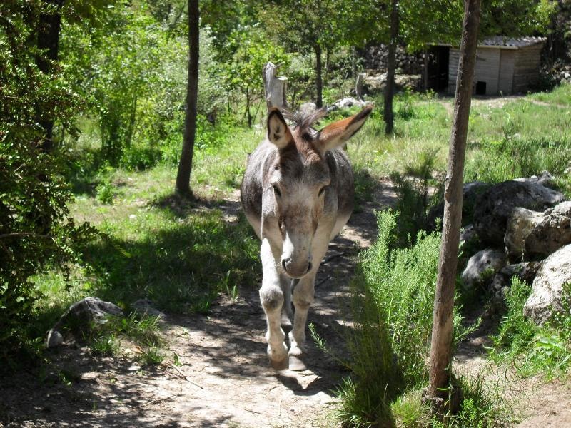 Camping Calme et Nature — Foto 8