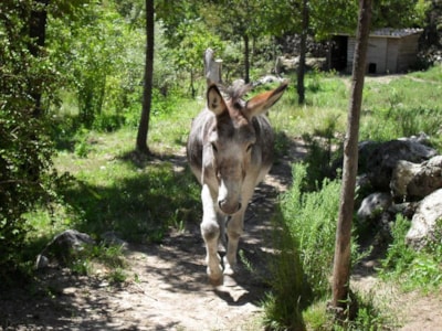 Camping Calme et Nature