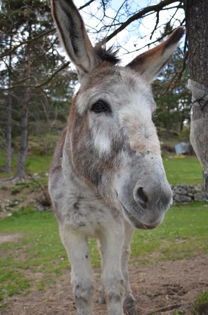 Forfait Emplacement Tente (2 Personnes + 1 Tente + 1 Véhicule)