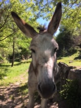 Foto #14 van Camping Calme et Nature
